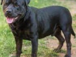 staffweiler_1_20220615_1172276194